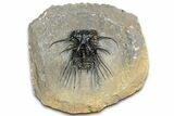 Insane Dicranurus Trilobite - Flying Preparation #362815-2